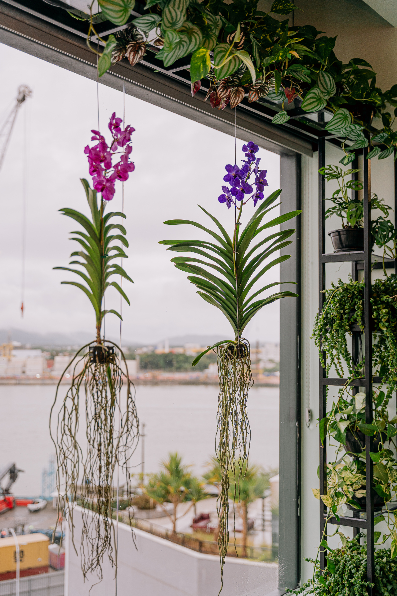 Orquídeas com vista para o porto